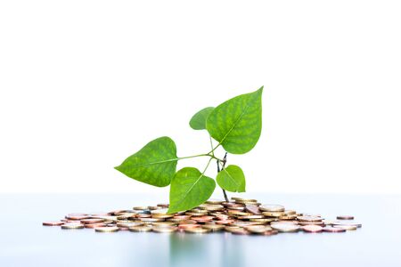 Sustainable investment money concept: Coins tacked on each other, green leafの写真素材