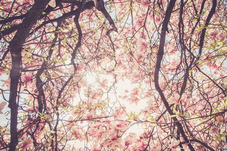 Magnolia tree flowers blossom in spring 