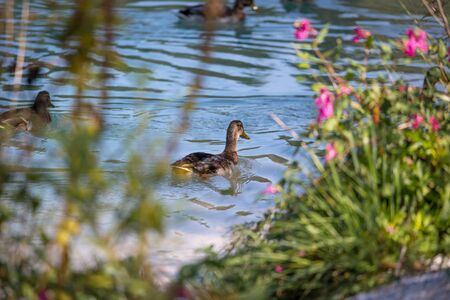 Female duck is swimming in the colourful blue riverの写真素材