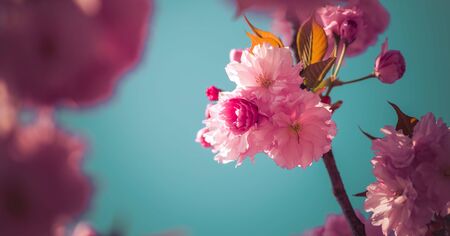 Close up picture of pink blooming cherry blossoms, copy spaceの写真素材