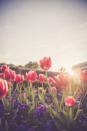 Colorful spring flowers (tulips) in the public parkの写真素材