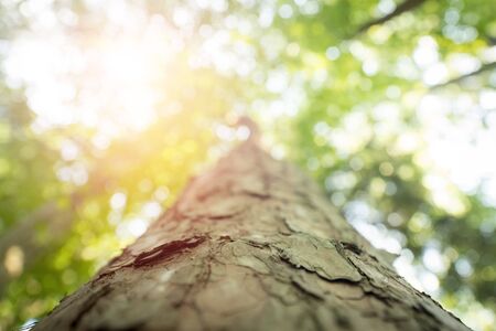 Impressive tree trunk, close up picture, blurry background