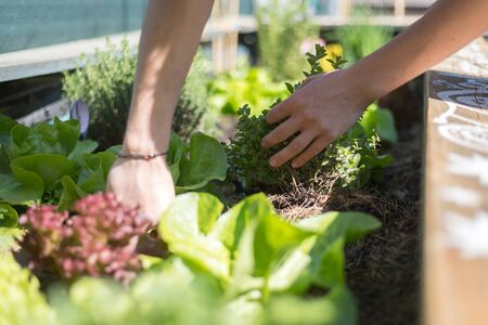 Planting vegetables and herbs in raised bed. Fresh plants and soil.の写真素材