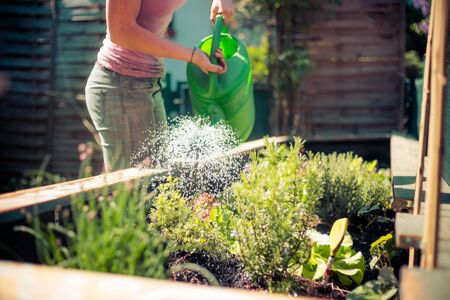 Watering vegetables and herbs in raised bed. Fresh plants and soil.
