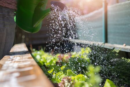 Watering vegetables and herbs in raised bed. Fresh plants and soil.の写真素材