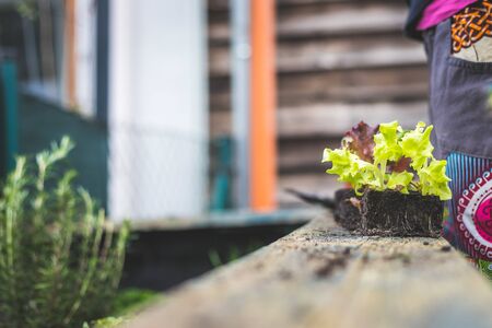Planting vegetables and herbs in raised bed. Fresh plants and soil.の写真素材