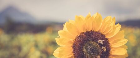 Field of beautiful blooming sunflowers in summer, cloudy sky の写真素材