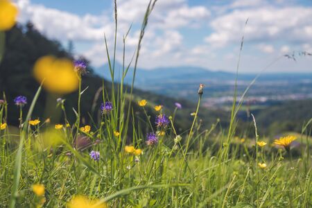 Colorful alpine flowers in spring, close up pictureの写真素材