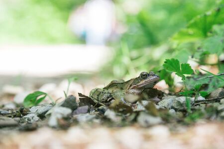 Close up of a frog on a stony floor in the forest