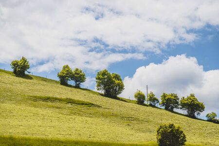 Trees are standing on a fresh green field. Nobody, idyllic landscape sceneryの写真素材