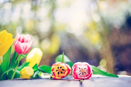 Spring flowers (tulips) are lying on a rustic wood table, garden in the blurry background, text spaceの写真素材
