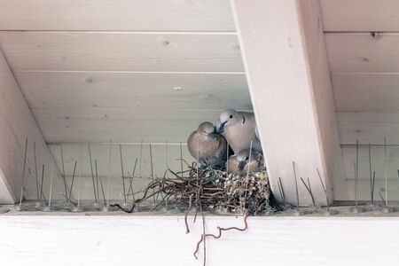Young pigeon birds and mother are sitting in a bird nestの写真素材