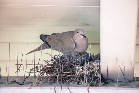 Young pigeon birds and mother are sitting in a bird nestの写真素材