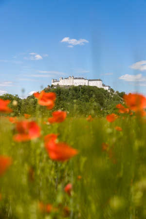 Blooming poppy seeds in front of the Festung Hohensalzburg in Salzburg, Austriaのeditorial素材