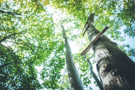 Close up of ladder rung on a tree, outdoors in the woodの写真素材