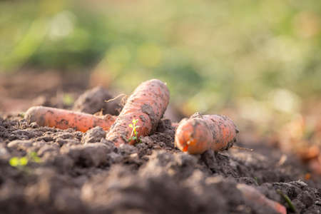 Organic carrots on an agriculture field, close upの写真素材