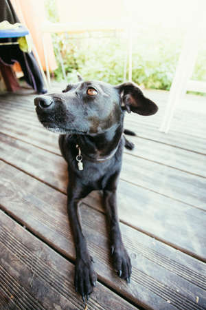 Curious black little dog waiting on outdoors in the gardenの写真素材