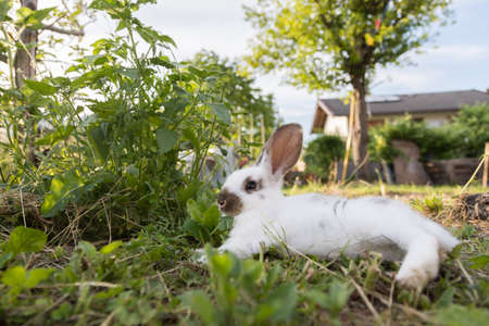 Cute little bunny is sitting in the green grass, spring time, warm sunshineの写真素材