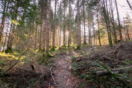 Magical sunset and sunbeams in the woodland. Green grass, tree trunks and light.の写真素材