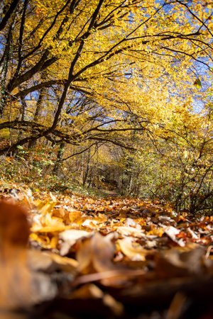 Beautiful forest in autumn, bright sunny day with colorful leaves on the floorの写真素材