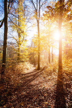 Beautiful forest in autumn, bright sunny day with colorful leaves on the floorの写真素材