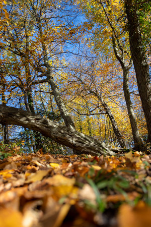 Beautiful forest in autumn, bright sunny day with colorful leaves on the floorの写真素材