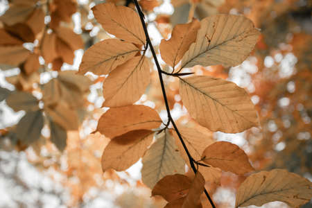 Colorful leaves in a park, autumn, copy spaceの写真素材