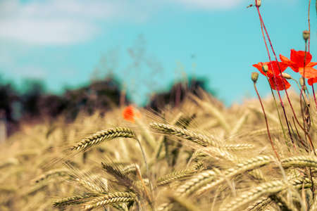 Close up of ripe ears of wheat and red poppy seed in autumnの写真素材
