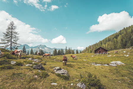 Mountain chalet in Austria: Idyllic landscape in the Alpsの写真素材