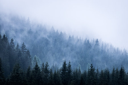Misty forest in the morning. Skittish and magical atmosphereの写真素材