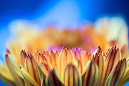 Orange flower petals, close up and blue backgroundの写真素材