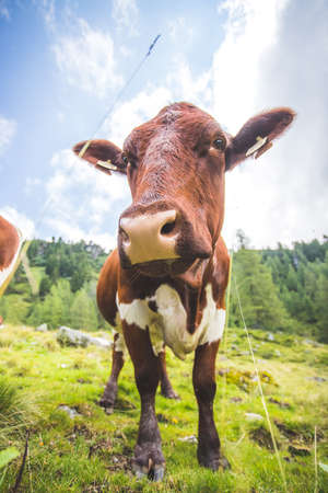 Funny wide angle close up of a curious cowの写真素材