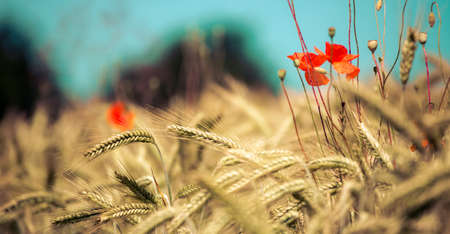 Close up of ripe ears of wheat and red poppy seed in autumnの写真素材