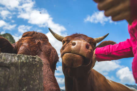 Funny wide angle close up of a curious cowの写真素材