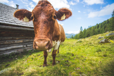 Funny wide angle close up of a curious cowの写真素材