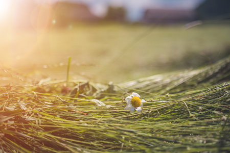 Fresh mowed hay on a meadow, countrysideの写真素材