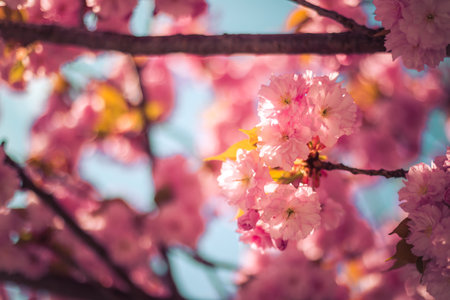 Close up picture of pink blooming cherry blossoms, copy spaceの写真素材