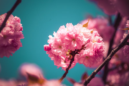 Close up picture of pink blooming cherry blossoms, copy spaceの写真素材