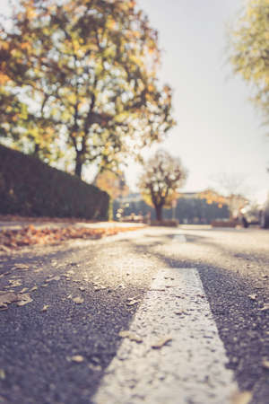 Leaf on the street, autumn, copy spaceの写真素材