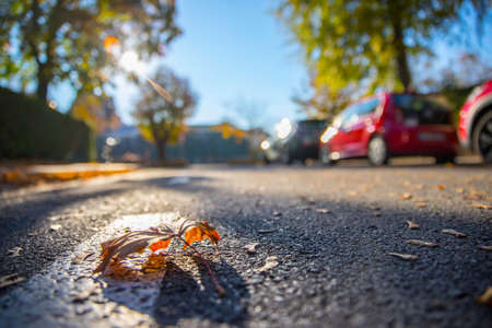 Leaf on the street, autumn, copy spaceの写真素材