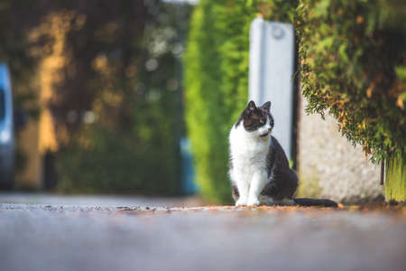 Cute black white cat is sitting on the street. Blurry background, text space