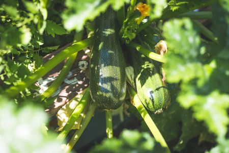 Close up of ripe zucchini on green branch, self-cultivationの写真素材