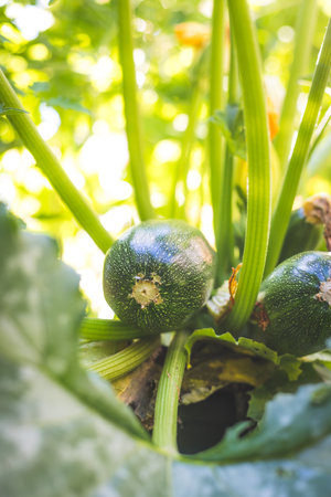 Close up of ripe zucchini on green branch, self-cultivationの写真素材