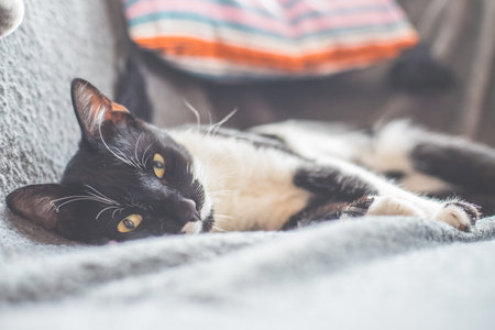 Black and white cat is lying and enjoying at homeの写真素材