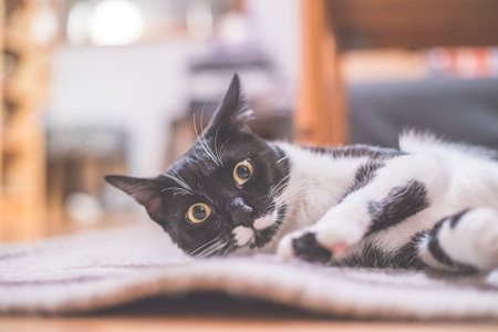 Black and white cat is lying and enjoying at homeの写真素材
