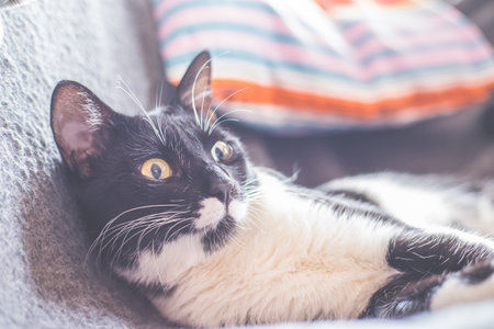 Black and white cat is lying and enjoying at homeの写真素材