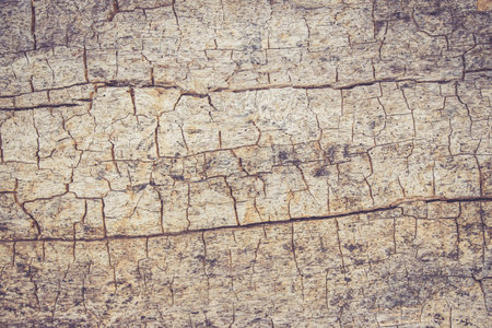 Closeup picture of wooden tree bark structure of an old treeの写真素材