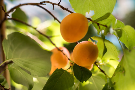 Ripe orange apricots in the orchard, harvestingの写真素材