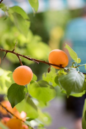 Ripe orange apricots in the orchard, harvestingの写真素材