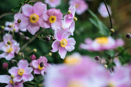 Close up of violet and pink blossoms in the own garden
